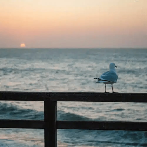Huntington Beach Pier
